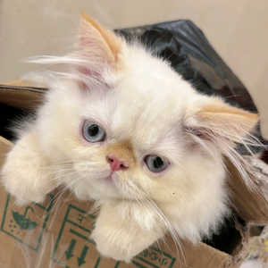 小明手游头像
