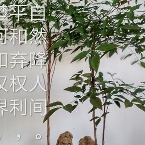 欢快豆浆N6头像