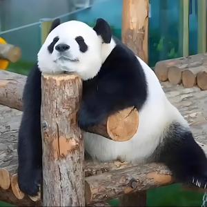 热衷摆烂的熊猫酱头像