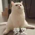 吃薄荷的兔猫头像