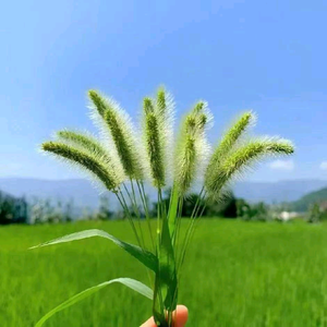 多米爱分享头像