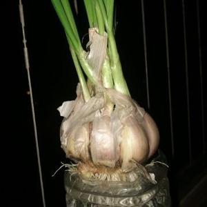 实施大东方头像