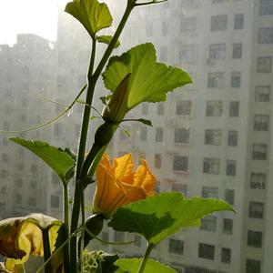 茉莉香朵头像