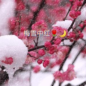 梅雪中红头像