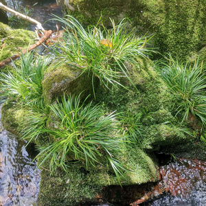 山里姑姑绿植头像