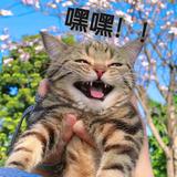 温酒La头像