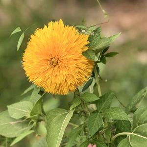 写给李先生的信头像