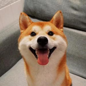 优一犬舍头像