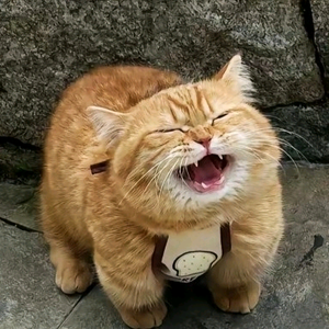 屑不肉头像