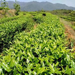 福建雨之润茶叶(广州分公司)头像