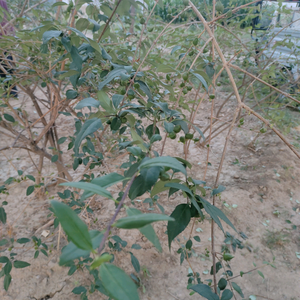 邢台后屯法师花卉头像