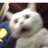 掀开你的狗帐篷头像