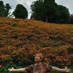 菊菊杂淡头像