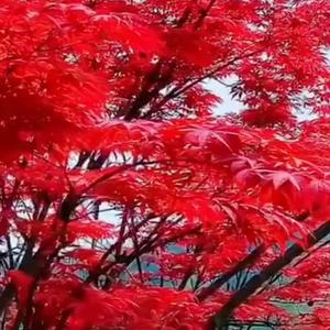 身无处安放头像
