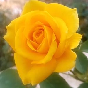 春山黄花头像