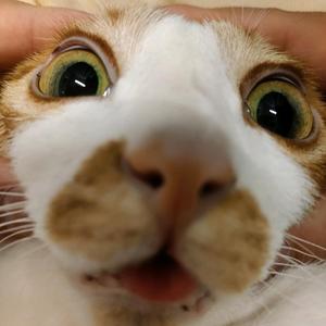 猫樱桃Cherry头像