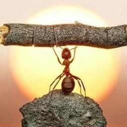 蚂蚁扛大树头像