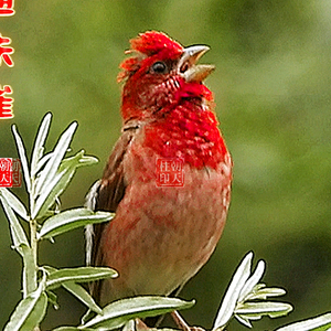 朝天柱头像