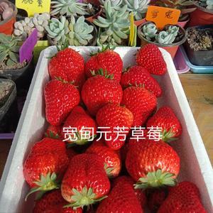 2215930433元芳生态草莓采摘园头像