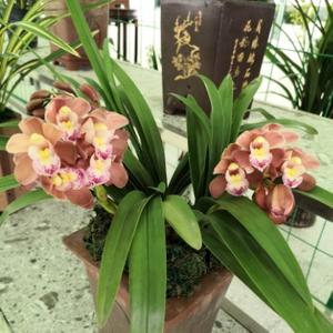 好运来5565头像