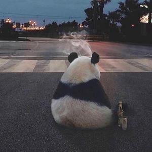 肥波爱解说头像