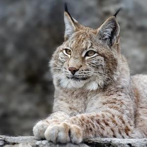 山猫会飞头像
