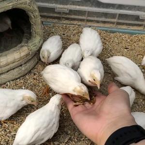 边边养小宠头像
