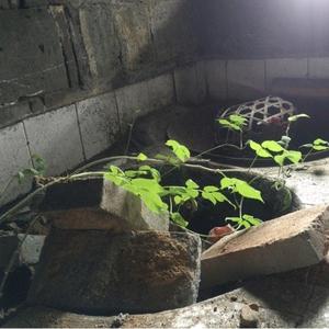 山药炖薯蓣头像