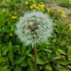 盛夏大雪花头像