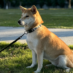 美美是只土狗头像