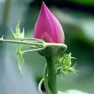 云淡淡头像