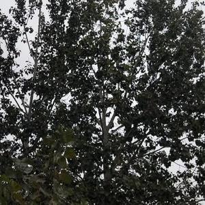 风趣娱乐天下头像