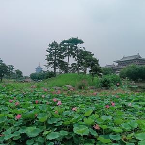 兰心儿lxer头像