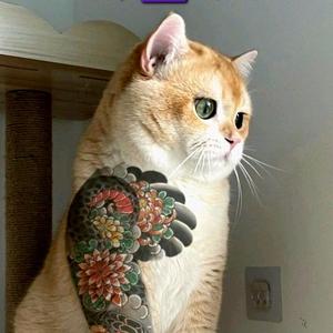 博学多闻满山猴子我腚最红头像