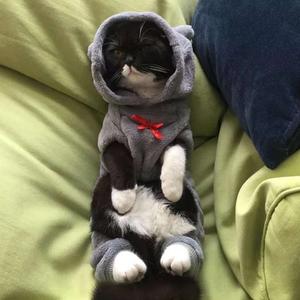 爱吃老肉夹馍的炸鸡腿头像