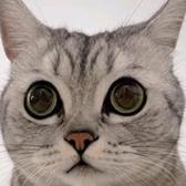 博学多才爱打游戏的猫头像
