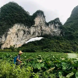 平乐县石记石崖茶种植园头像