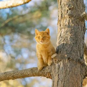 全球首款！给猫滴鼻就能免疫的三联疫苗在闵行诞生 - 今日头条