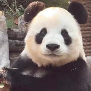 大熊猫头像
