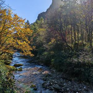 巴山胡杨g头像