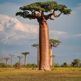 喝碗孟婆汤忘记前世今生头像