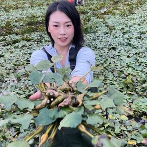 乡村小许头像