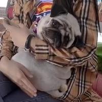 格格是个小胖闺儿头像