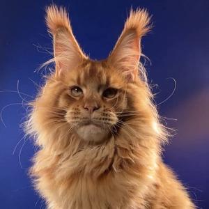 热爱拳击的缅因猫头像