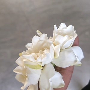 小时金头像