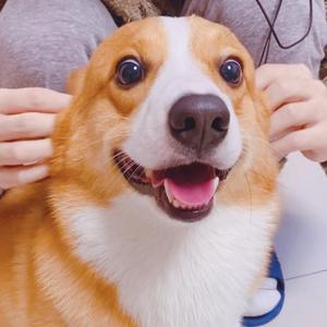 柯基阿may头像