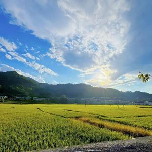 长路漫漫亦灿灿头像