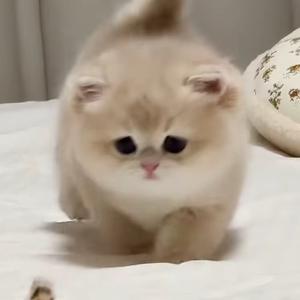 猫meme同学头像