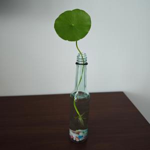 人间清醒小辣椒头像