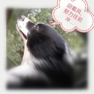 我的狗叫萨德 头像